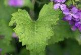 Lunaria annua. Лист в каплях дождя. Греция, Пелопоннес, Мессения, окр. Кало Неро, обочина автодороги. 29.03.2015.