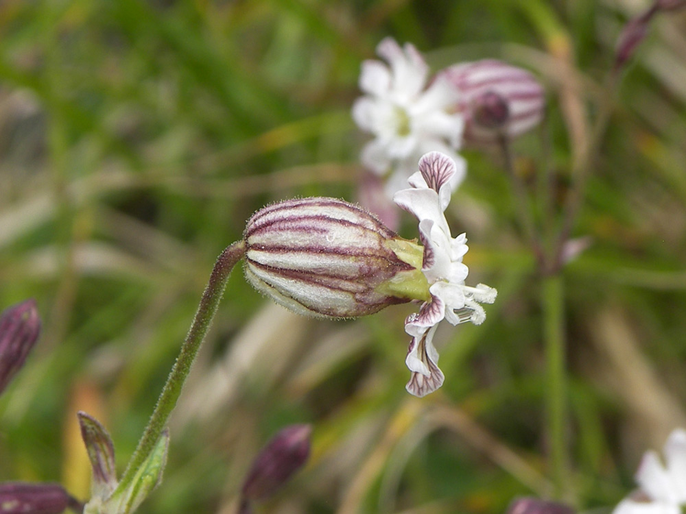 Изображение особи Silene lychnidea.