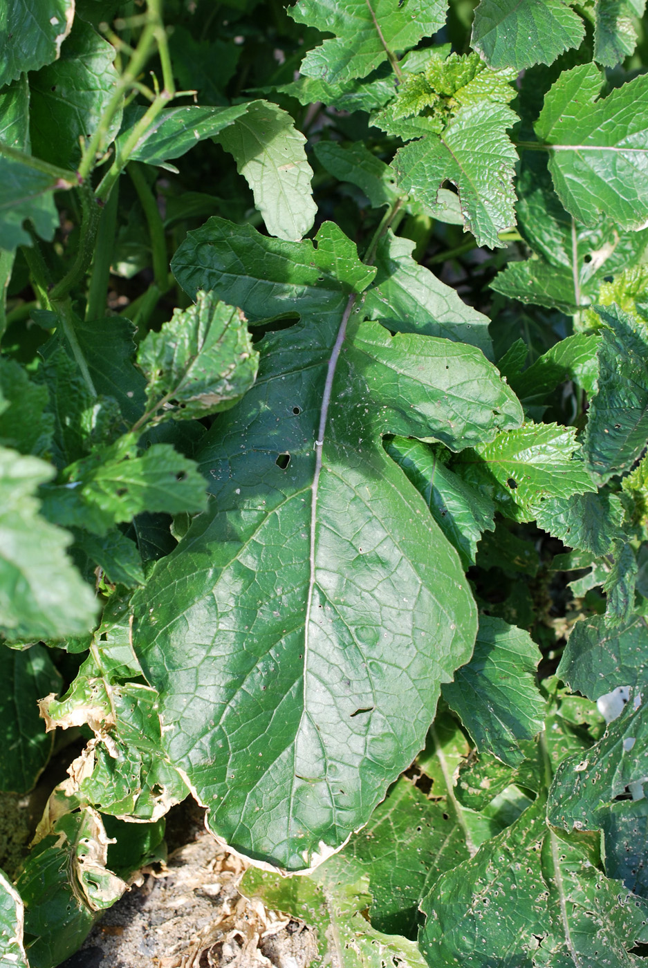 Image of Sinapis arvensis specimen.