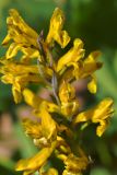 Corydalis gortschakovii. Верхушка соцветия. Казахстан, Тянь-Шань, хр. Заилийский Алатау, Малое Алмаатинское ущ. в р-не гляц. станции Т1, на обочине дороги, ≈ 3300 м н.у.м. 30.08.2016.