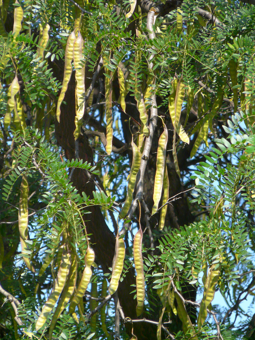 Изображение особи Gleditsia triacanthos.