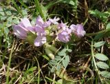 Astragalus megalanthus