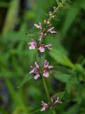 Stachys palustris. Часть соцветия. Ленинградская обл., окр. пос. Рощино, берег р. Рощинка. 24.07.2009.