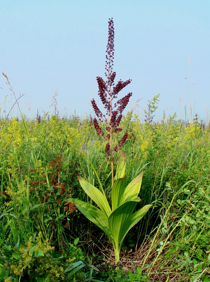 Изображение особи Veratrum nigrum.