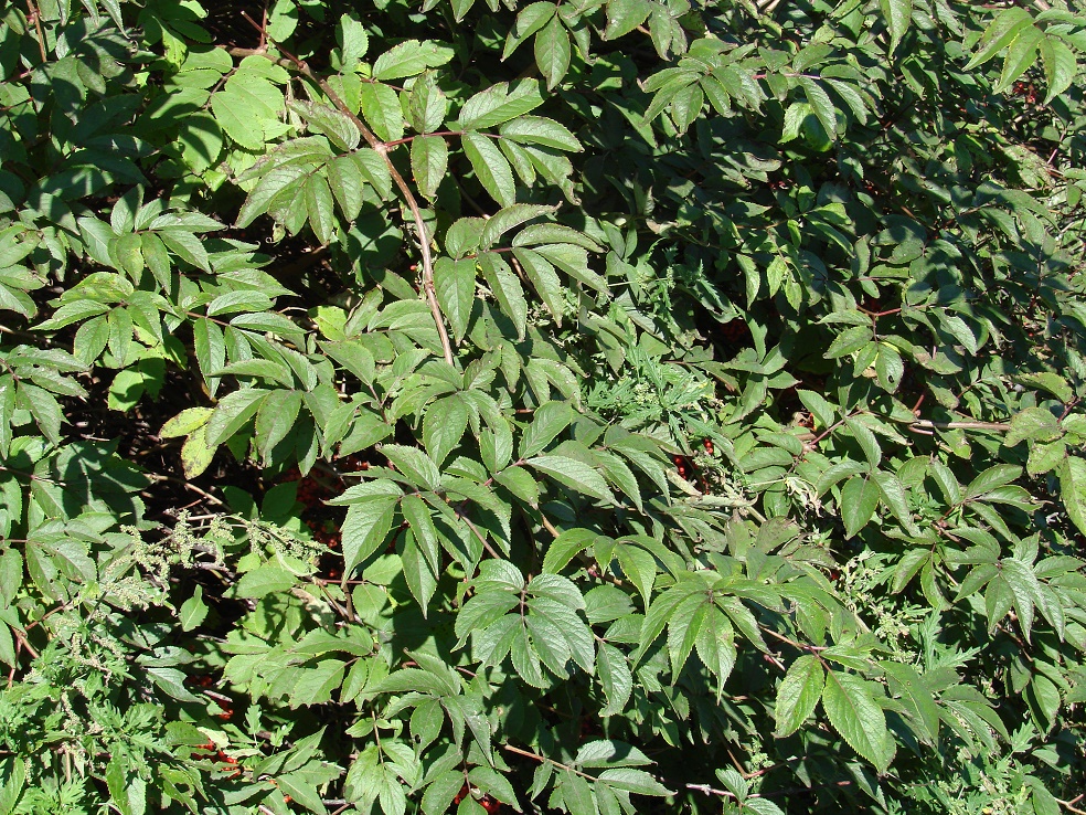 Image of Sambucus manshurica specimen.