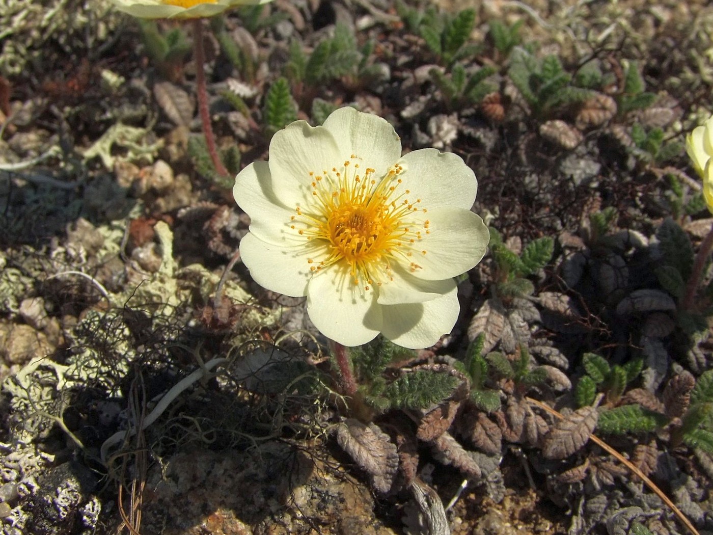 Изображение особи Dryas ajanensis.