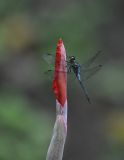 genus Canna. Бутон с отдыхающей стрекозой. Малайзия, о-в Борнео, пров. Сабах, берег реки Кинабатанган, территория лоджа “Nature Lodge Kinabatangan”, джунгли. 19 февраля 2013 г.
