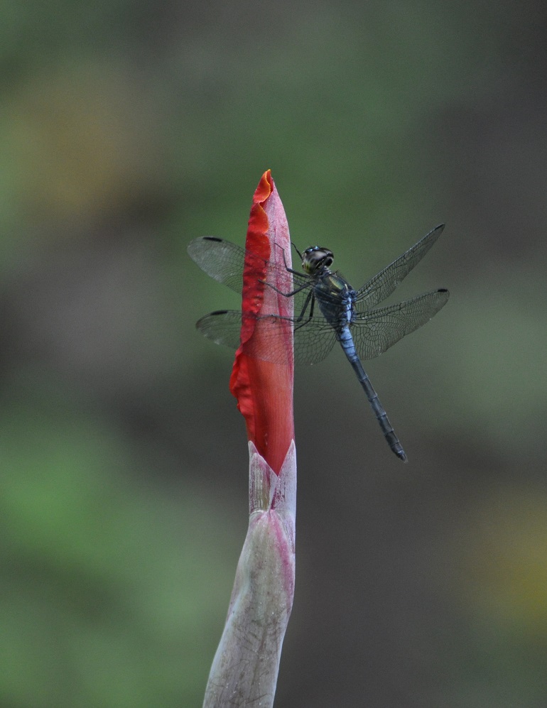 Image of genus Canna specimen.