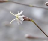 Silene parnassica