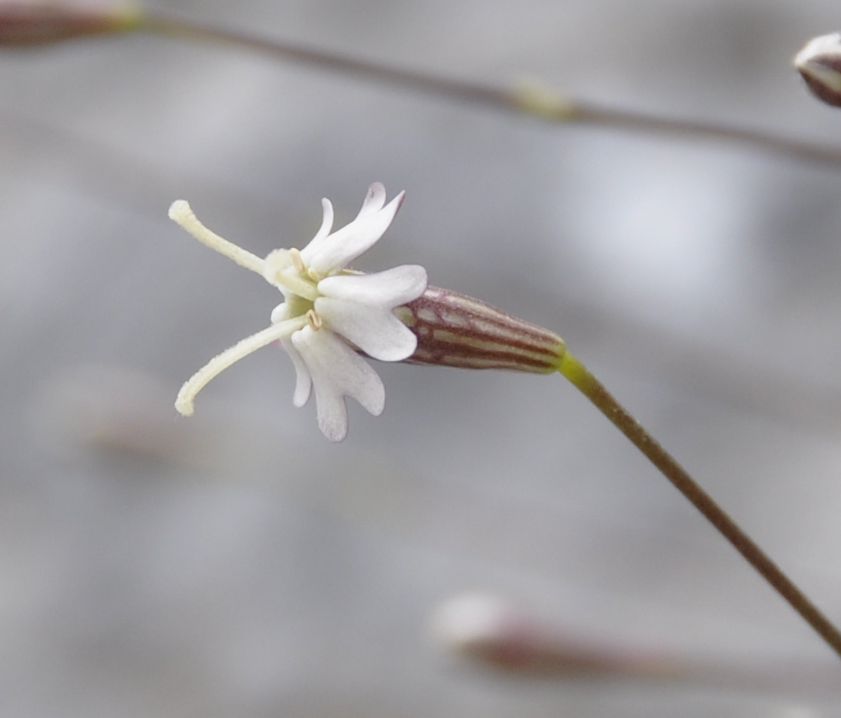 Изображение особи Silene parnassica.