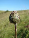 Centaurea scabiosa. Нераскрывшееся соцветие. Республика Мордовия, Большеберезниковский р-н, окр. с. Вейсэ, открытый склон с выходами мергелисто-меловых пород. 5 августа 2016 г.