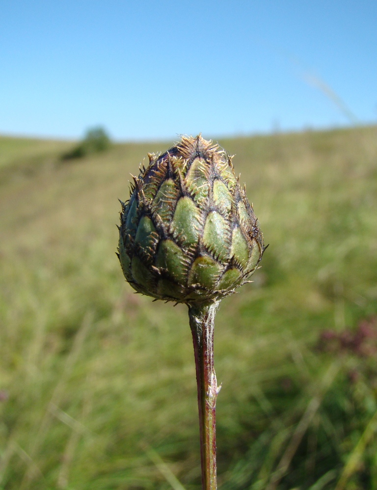 Image of Centaurea scabiosa specimen.