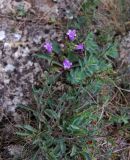 Campanula taurica