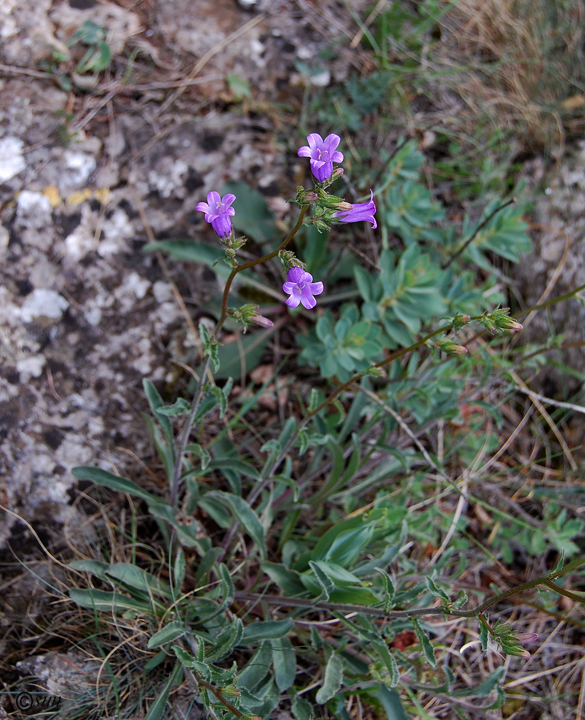 Image of Campanula taurica specimen.