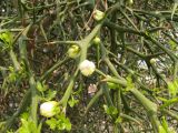 Poncirus trifoliata