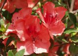 genus Rhododendron. Цветки и листья. Австралия, северо-восточный Квинсленд, пос. Палума (Paluma), в озеленении. Конец сухого сезона (сезон gurreng). 29.09.2009.