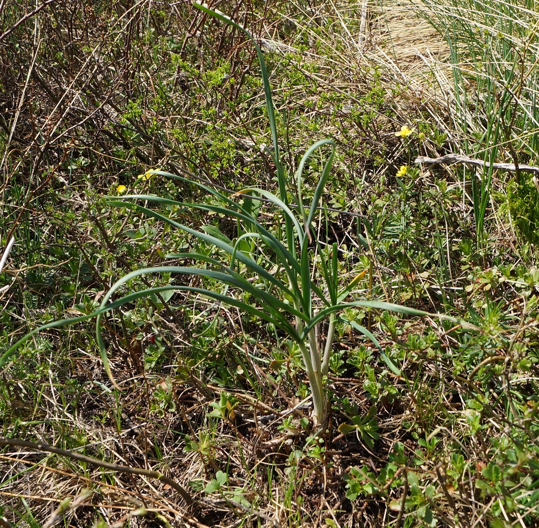 Image of Allium montanostepposum specimen.