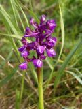 Anacamptis morio подвид caucasica. Соцветие. Украина, г. Запорожье, о-в Хортица, северный берег, степной участок с кустами спиреи зверобоелистной (Spiraea hypericifolia). 12.05.2017.