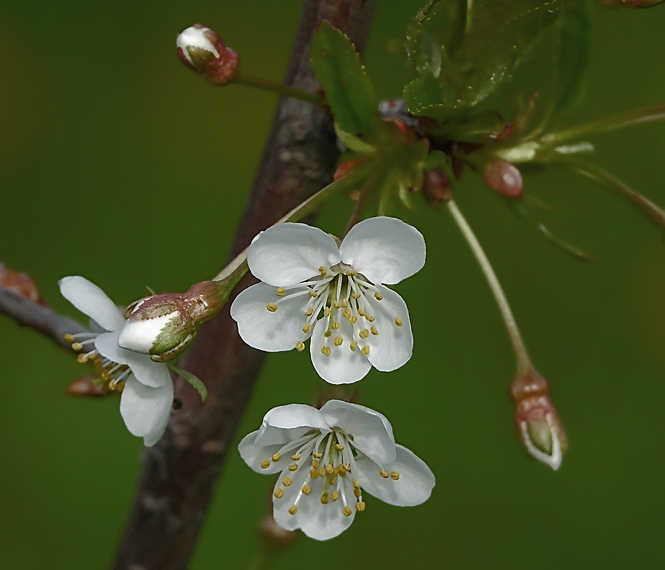 Изображение особи Cerasus vulgaris.