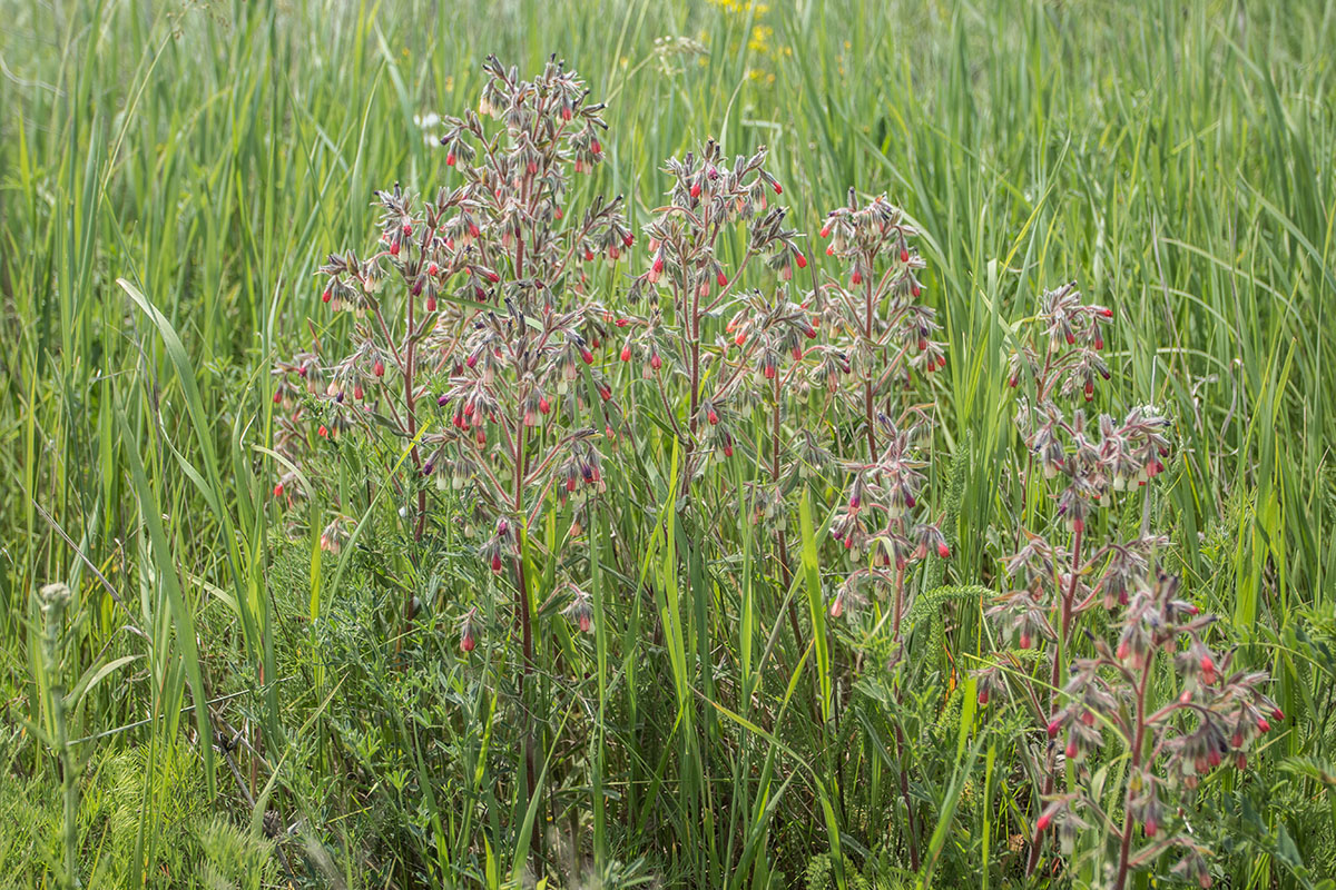 Image of Onosma polychroma specimen.