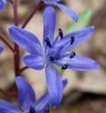 Scilla bifolia. Цветок. Украина, Киев, заказник \"Лесники\", низинная часть. 5 апреля 2010 г.