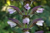 Acanthus mollis