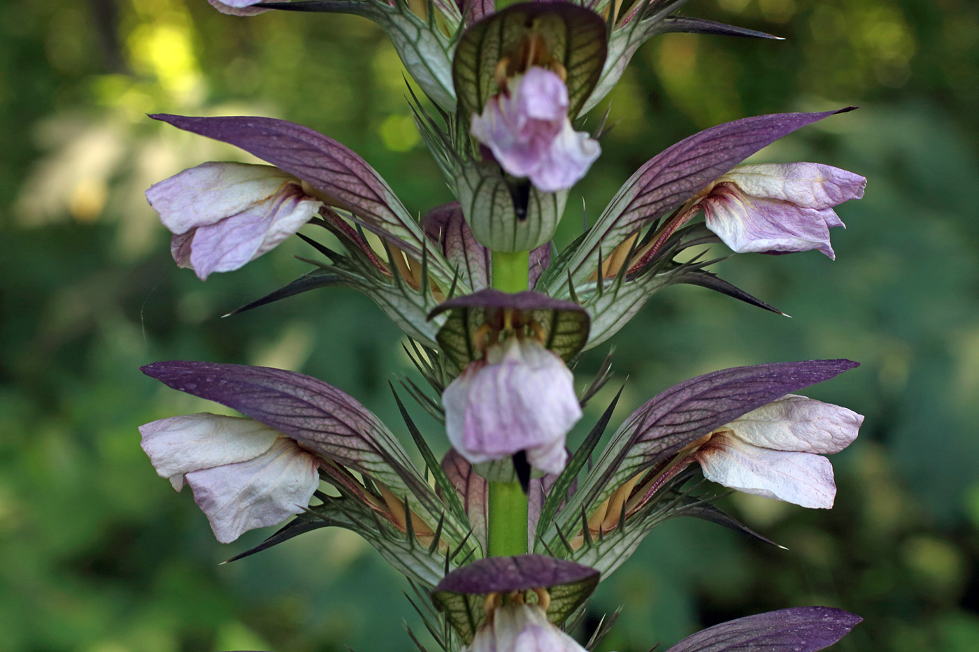 Image of Acanthus mollis specimen.