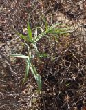 Fritillaria verticillata