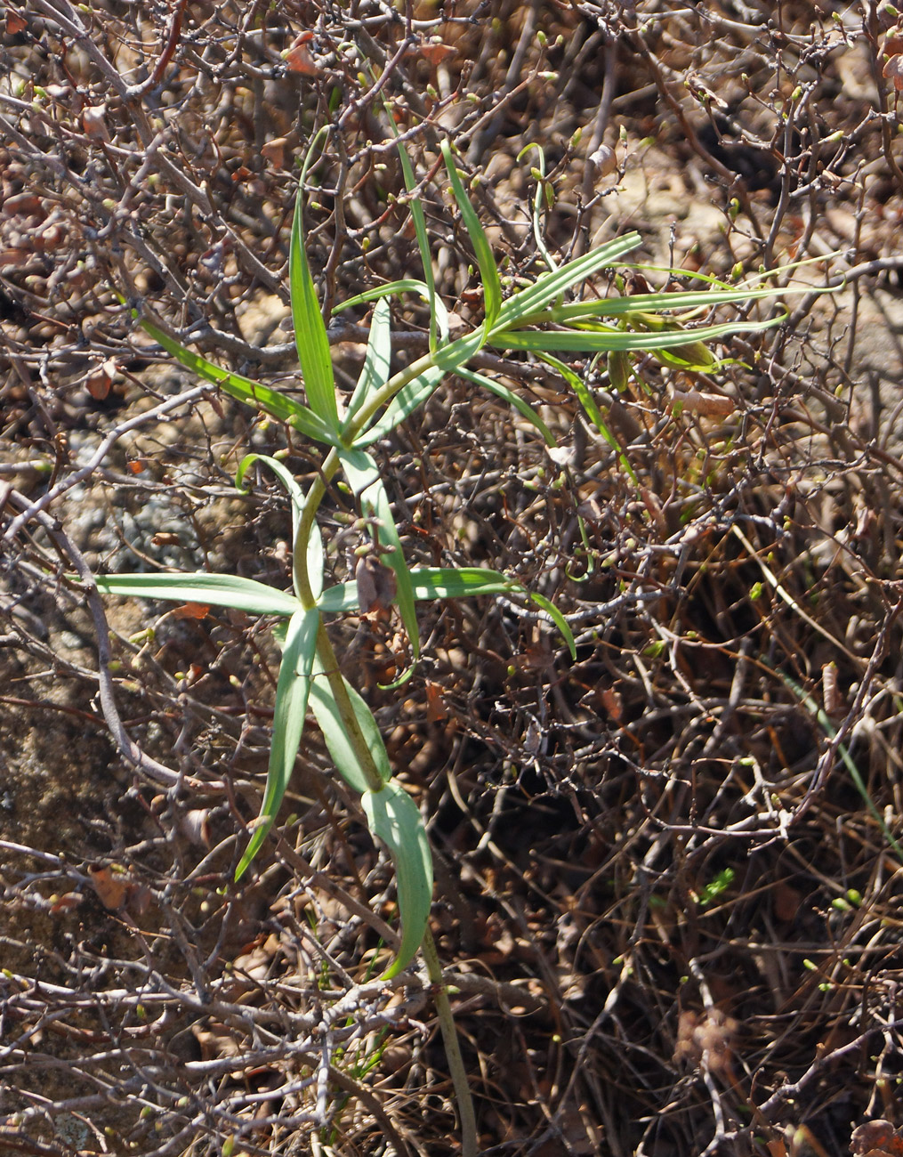 Image of Fritillaria verticillata specimen.