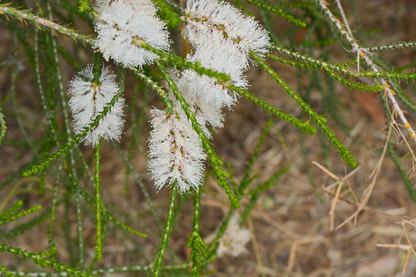 Image of Melaleuca huegelii specimen.