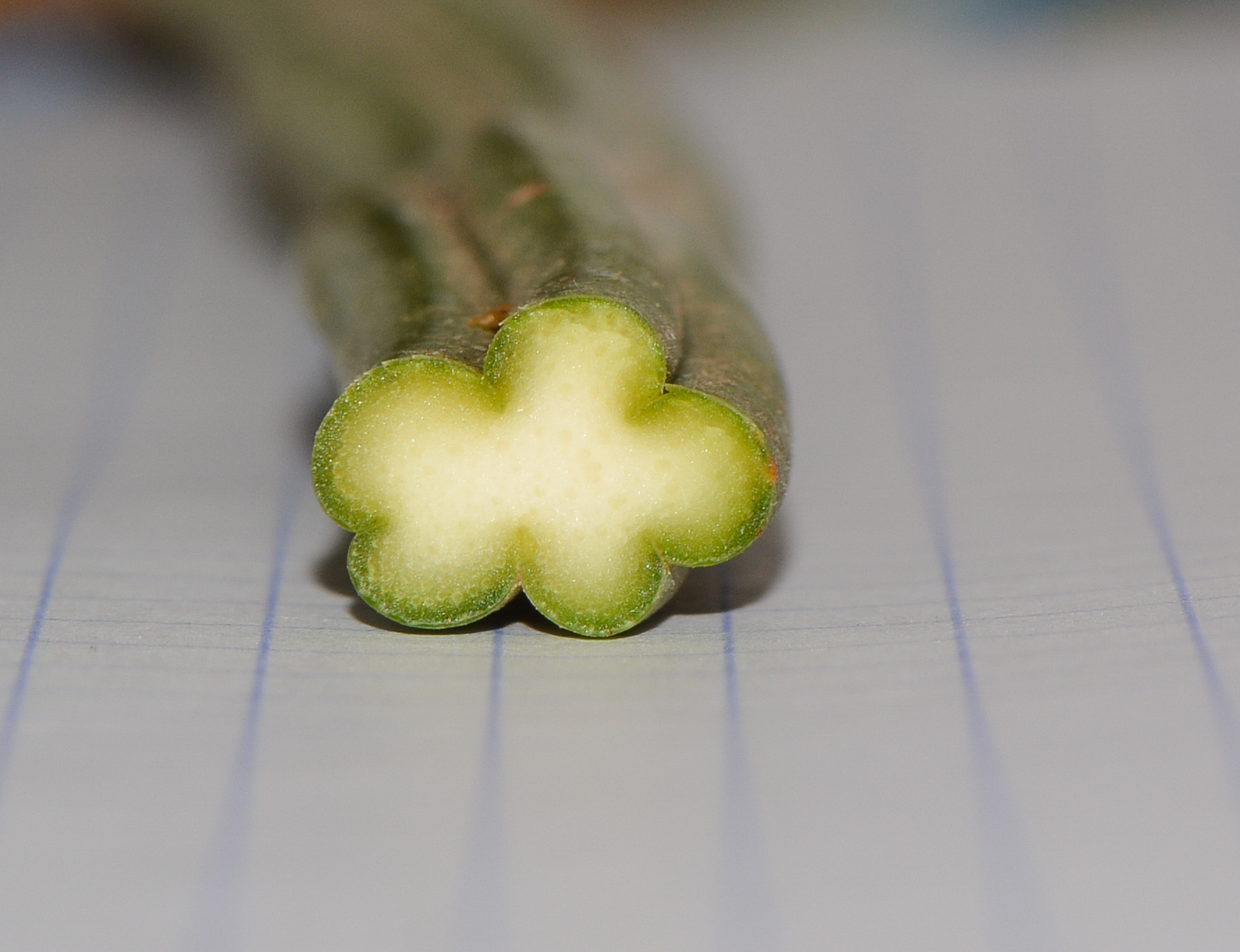 Image of Sansevieria cylindrica specimen.