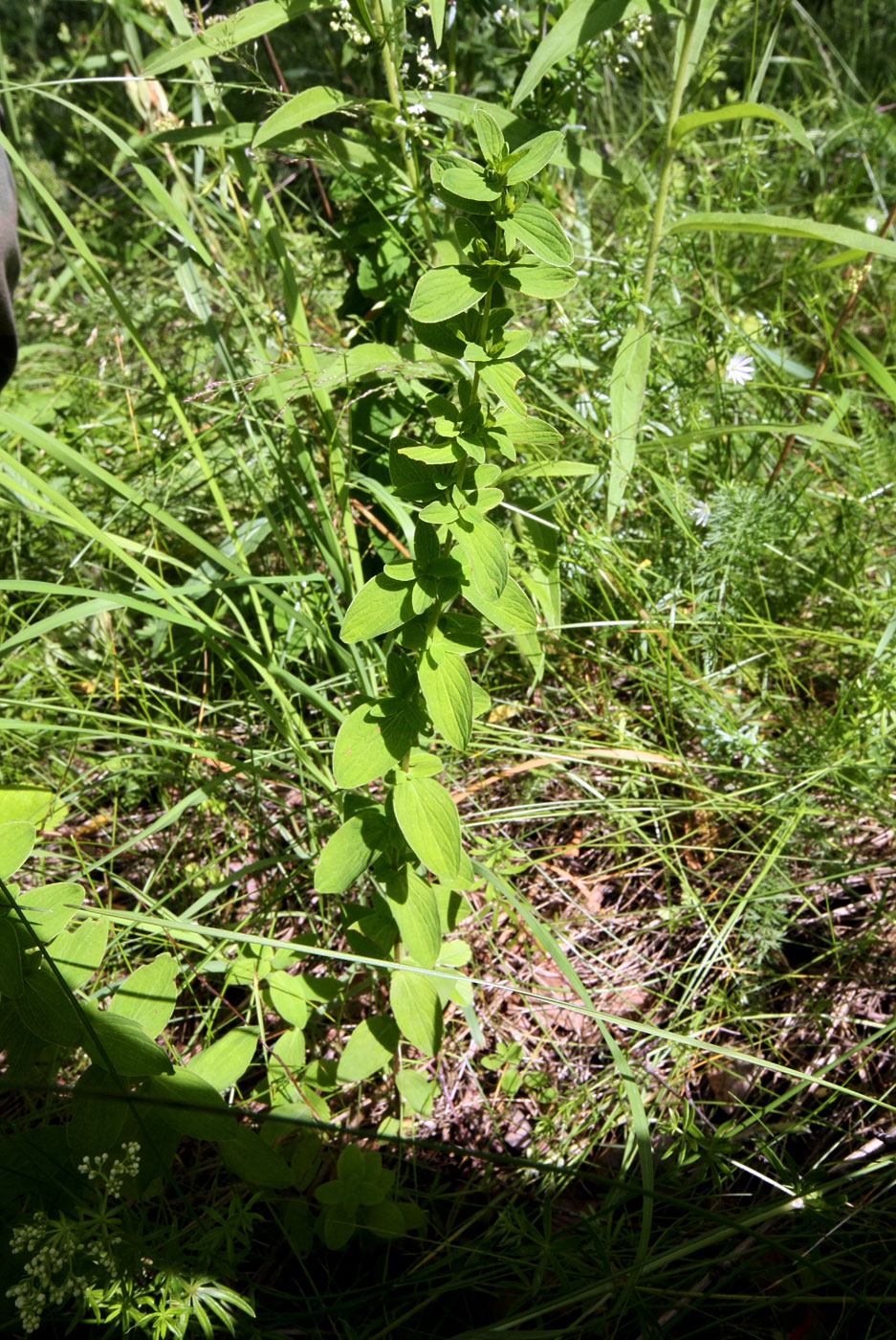 Image of genus Hypericum specimen.