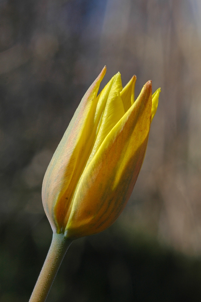 Image of Tulipa altaica specimen.