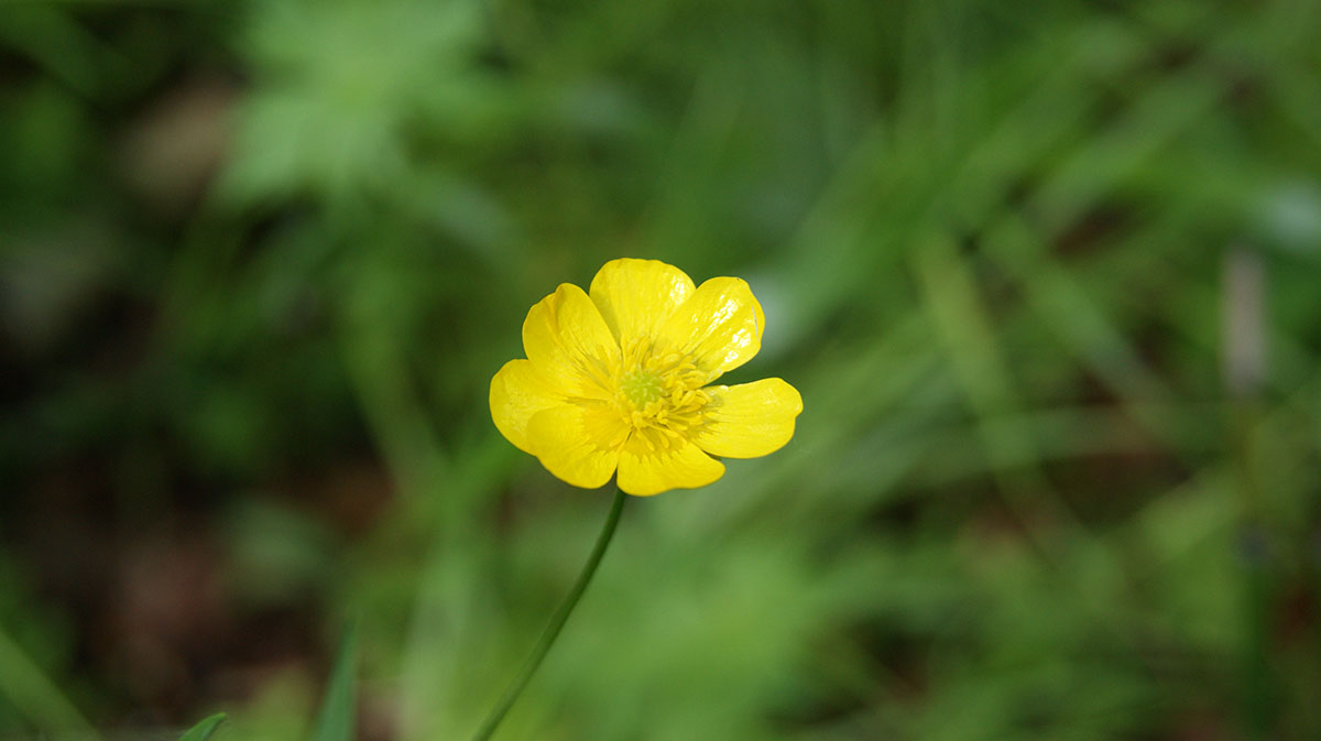 Изображение особи Ranunculus acris.