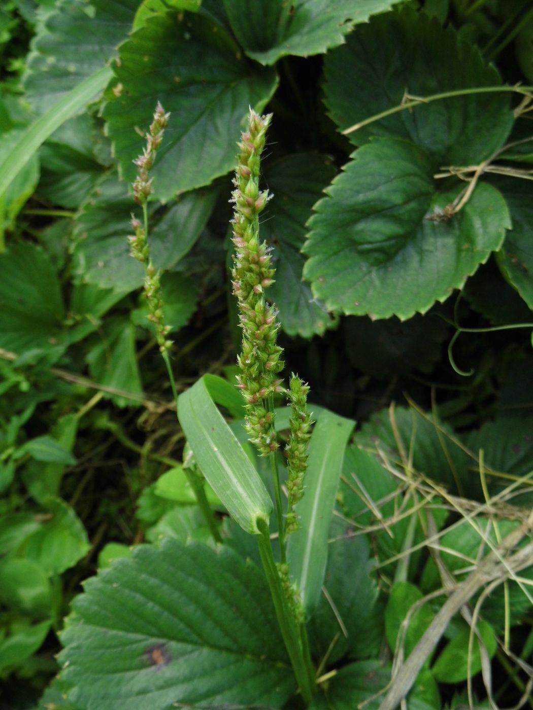 Image of Echinochloa crus-galli specimen.