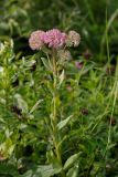 Hylotelephium triphyllum