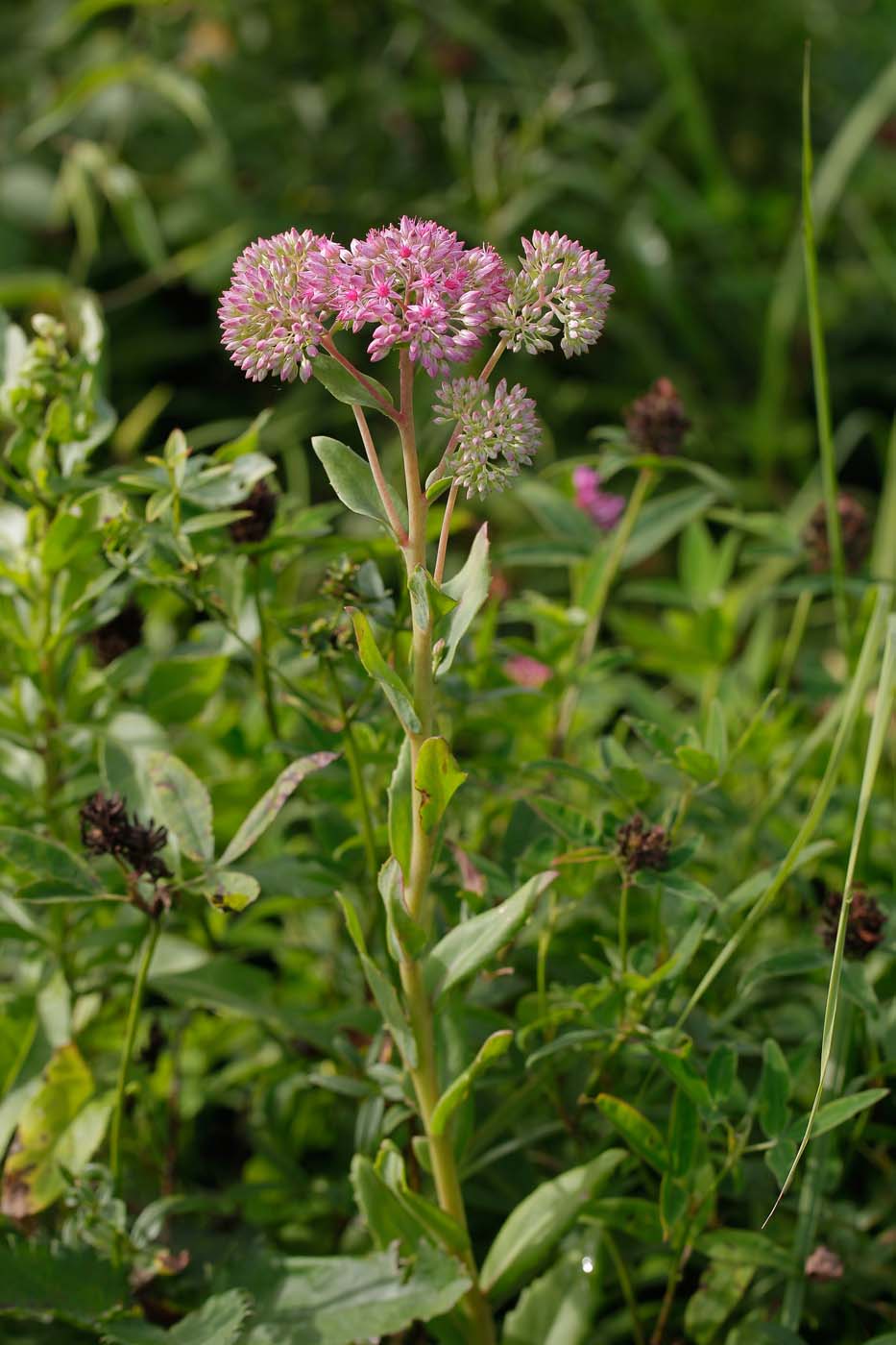 Изображение особи Hylotelephium triphyllum.