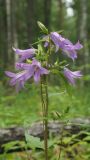 Campanula trachelium