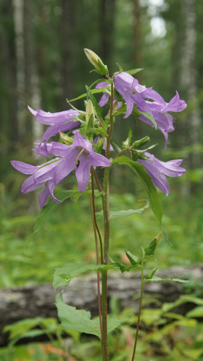 Изображение особи Campanula trachelium.