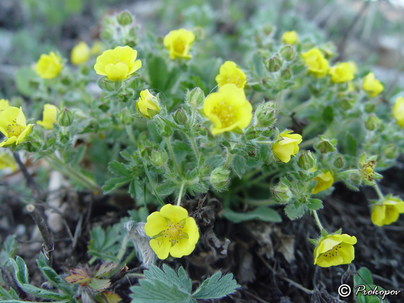 Image of Potentilla depressa specimen.