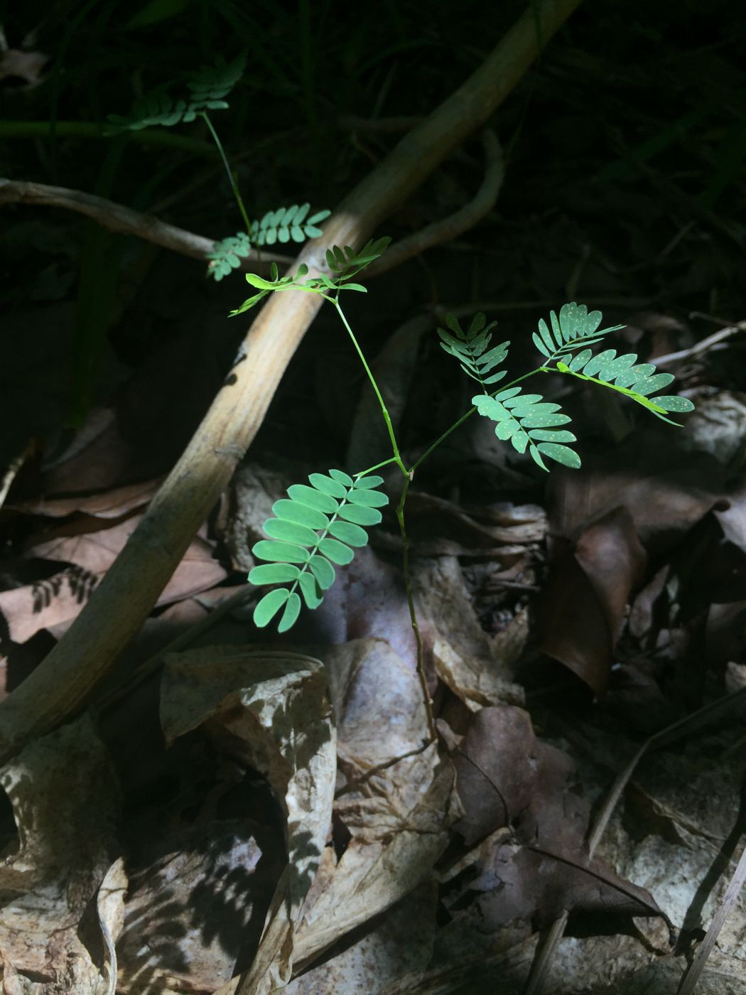 Изображение особи семейство Fabaceae.