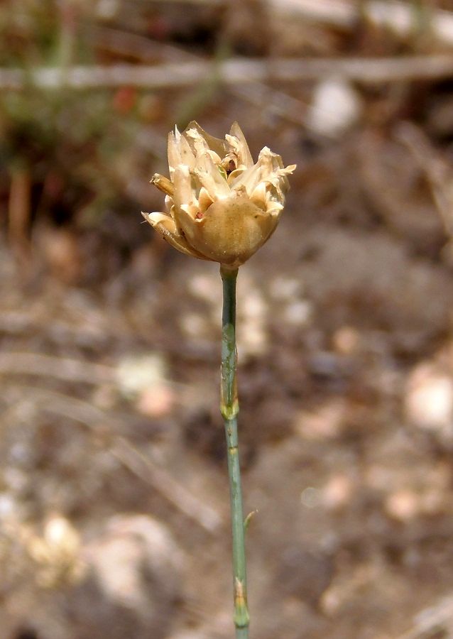 Image of Petrorhagia prolifera specimen.