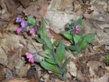 Pulmonaria obscura