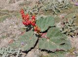 Rheum fedtschenkoi. Плодоносящее растение. Таджикистан, Фанские горы, перевал Талбас, ≈ 3600 м н.у.м., каменистый склон. 01.08.2017.