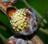 Hakea scoparia