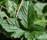 Duchesnea indica. Лист. Крым, городской округ Алушта, пгт Партенит, парк санатория Айвазовское, клумба. Июль 2017 г.