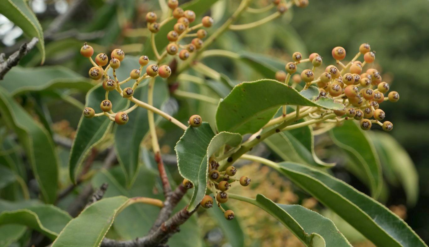 Image of Photinia serratifolia specimen.