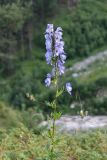 Aconitum nasutum. Верхушка цветущего растения. Кабардино-Балкария, Эльбрусский р-н, долина р. Ирик, ок. 2300 м н.у.м., субальпийский луг. 28.07.2017.