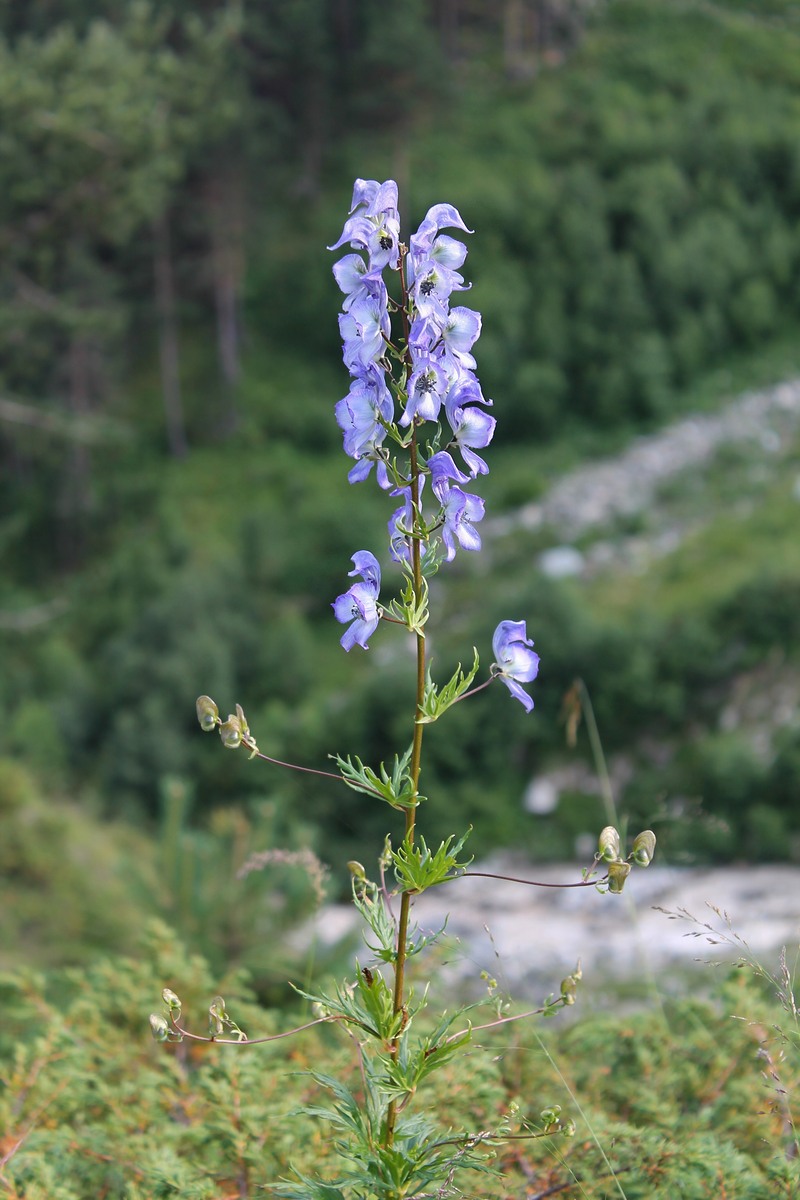 Изображение особи Aconitum nasutum.