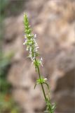 Stachys atherocalyx. Верхушка цветущего растения. Грузия, Кахетия, окр. г. Кварели, монастырь Некреси, скальный обрыв у обочины дороги. 04.05.2017.